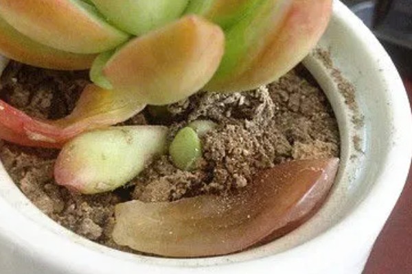 多肉叶片消耗突然变快怎么办，需增强光照并及时浇水