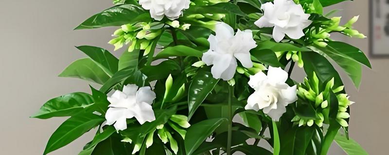 狗牙花与丁香花的区别，前者呈纯白色、后者呈粉红色或紫色等颜色