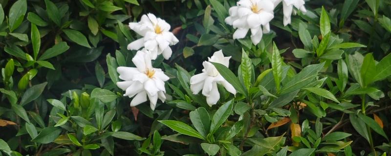栀子花会不会冻死，通常可以耐-3℃的低温环境