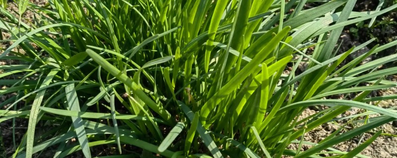 韭菜的种植方法，可以在7-8月份种植