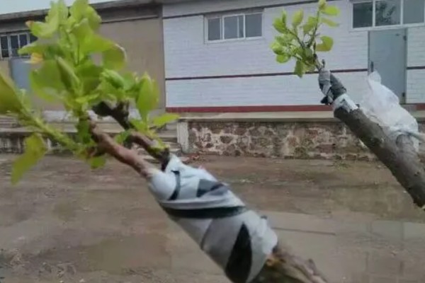 怎么提高杏树嫁接成活率,嫁接前进行激素处理