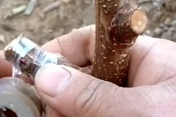 怎么提高杏树嫁接成活率,嫁接前进行激素处理