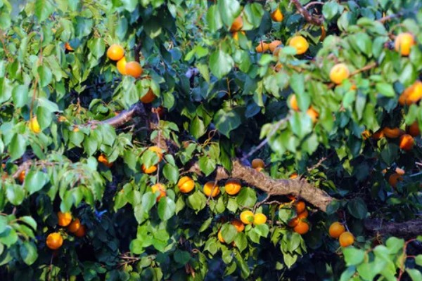 怎么提高杏树嫁接成活率,嫁接前进行激素处理