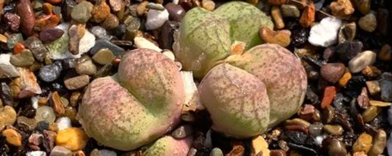毛汗尼怎样浇水,春季隔3-4天浇一次水