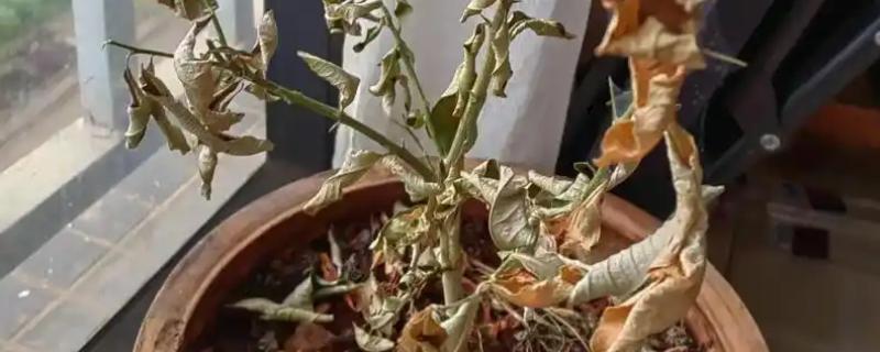 柠檬树枝干枯如何解决,剪除干枯部位可以节省养分