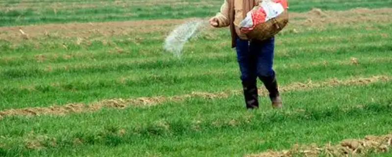 小麦的需肥特点，氮、磷、钾肥的需求量较大