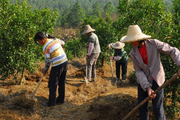 复合微生物肥料运用注意事项，常以淋根的方法来施用