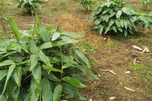 人工种植粽叶的亩产量,通常为1200-1400斤左右