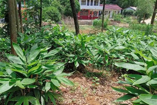 人工种植粽叶的亩产量,通常为1200-1400斤左右