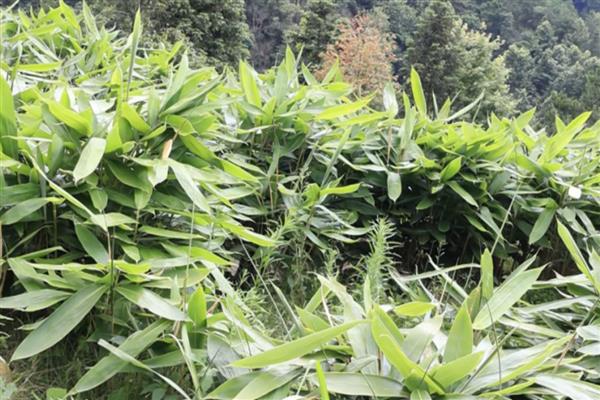 人工种植粽叶的亩产量,通常为1200-1400斤左右