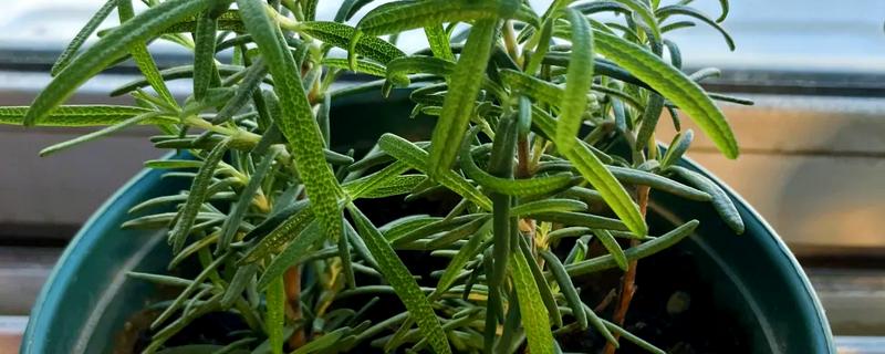 迷迭香如何繁殖，可播种、扦插或压条繁殖