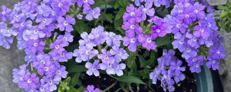 美女樱开完花后能不能修剪，将残花连同花茎一起剪除可节省养分
