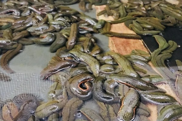 蚂蝗的饲料是什么，可投喂动物内脏、杂鱼、熟蛋黄等食物