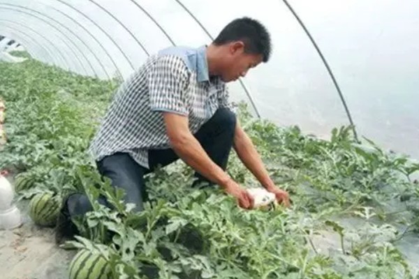 西瓜的常见病害，有枯萎病、炭疽病等