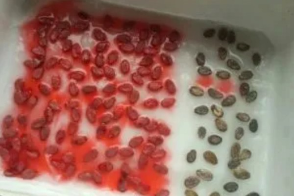 西瓜的常见病害，有枯萎病、炭疽病等