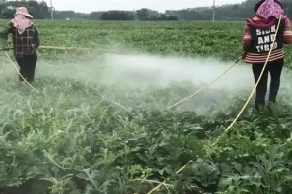 西瓜的常见病害，有枯萎病、炭疽病等