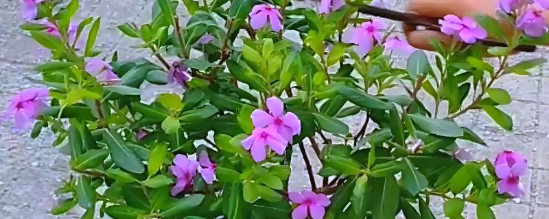 长春花如何修剪，开花前主要是摘心