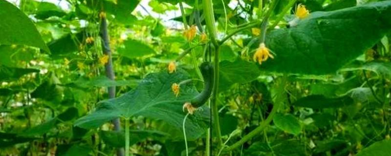 黄瓜打枝的注意事项，先给健壮无病的植株进行打枝