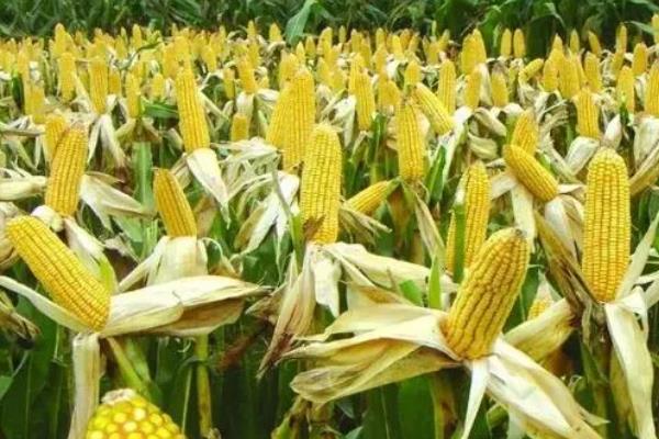 沃玉3号玉米介绍，平均亩产量为858.6kg