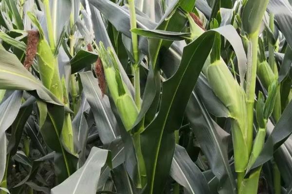 沃玉3号玉米介绍，平均亩产量为858.6kg