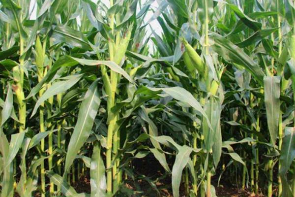 沃玉3号玉米介绍，平均亩产量为858.6kg