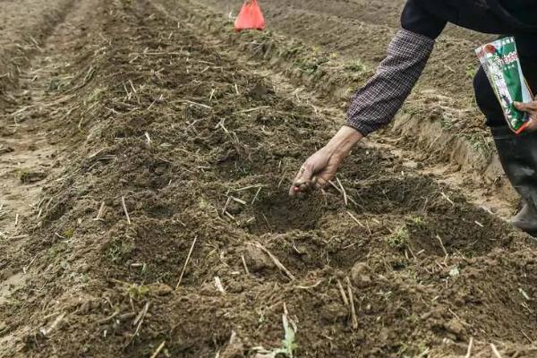 沃玉3号玉米介绍，平均亩产量为858.6kg