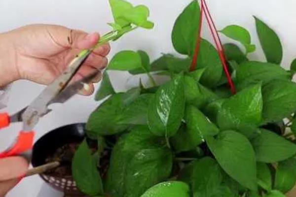 绿萝谢了如何补救，要及时为植株补充水分