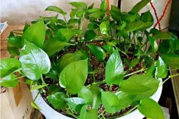 绿萝谢了如何补救，要及时为植株补充水分