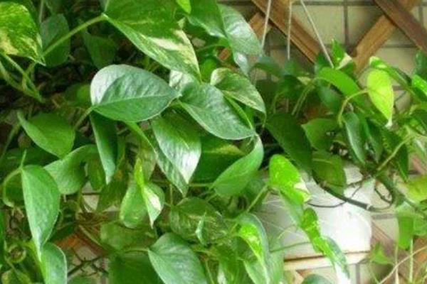 绿萝谢了如何补救，要及时为植株补充水分