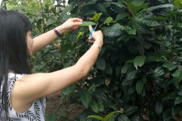 金花茶与金茶花的区别，二者没有区别