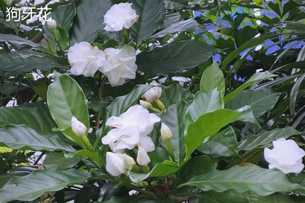 狗牙花与丁香花的区别，前者呈纯白色、后者呈粉红色或紫色等颜色