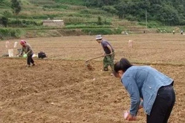 韭菜的种植方法，可以在7-8月份种植