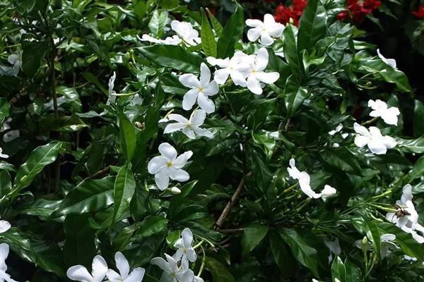 狗牙花与丁香花的区别，前者呈纯白色、后者呈粉红色或紫色等颜色