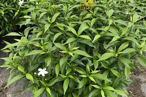 狗牙花与丁香花的区别，前者呈纯白色、后者呈粉红色或紫色等颜色