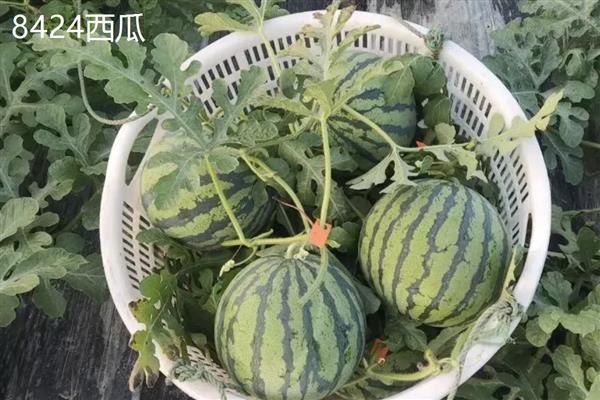 8424西瓜和美都西瓜的区别，后者的皮更加薄