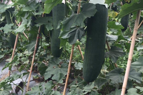 黑皮冬瓜如何种植，播种时采用双行播种