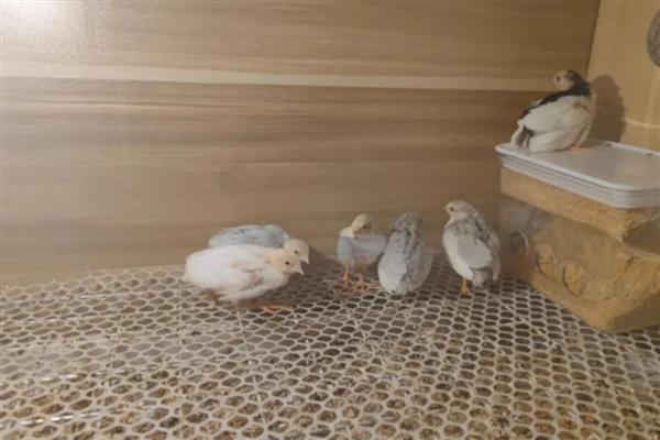 芦丁鸡出壳了要多少度保温，温度要在36℃左右