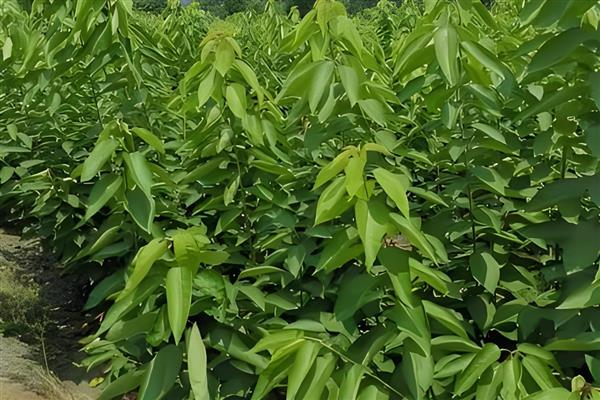 车厘子树苗的价格，根据高度和品种决定