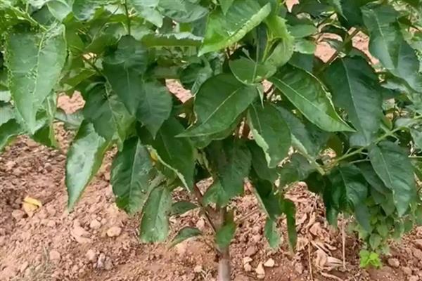 车厘子树苗的价格，根据高度和品种决定
