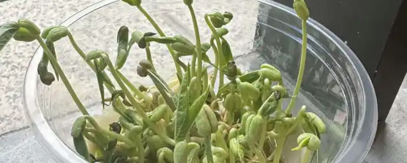 绿豆的发芽方法，放进40-45度的温水中浸泡一天一夜