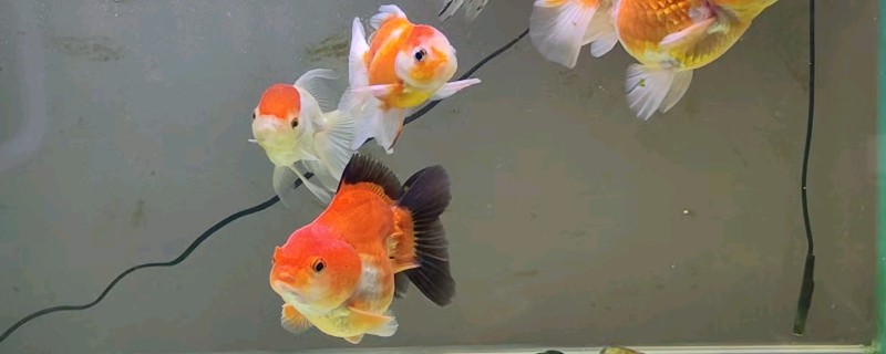 金鱼的喂食方法，饲料一定要营养丰富