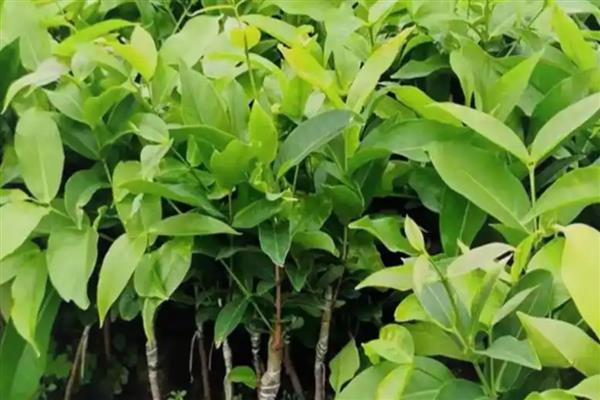 莲雾如何施肥，幼龄树要薄施肥