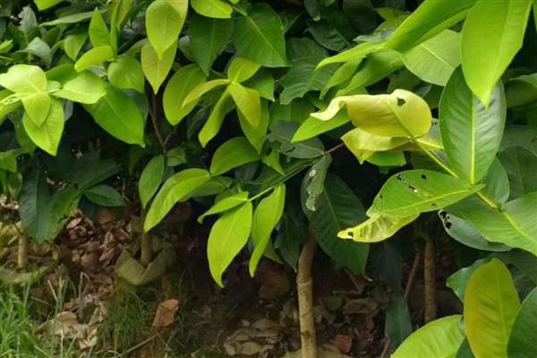 莲雾如何施肥，幼龄树要薄施肥