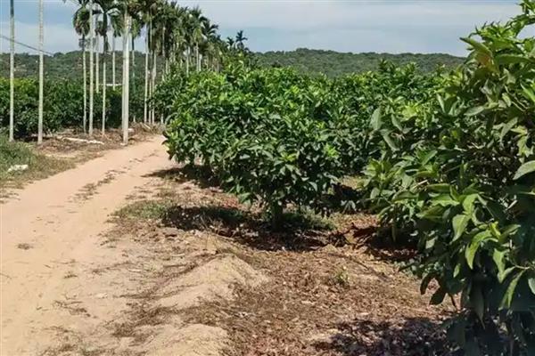 莲雾如何施肥，幼龄树要薄施肥