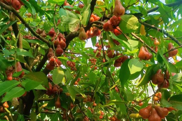 莲雾如何施肥，幼龄树要薄施肥