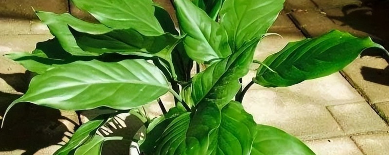 观赏植物有什么品种，推荐万年青、芦荟等