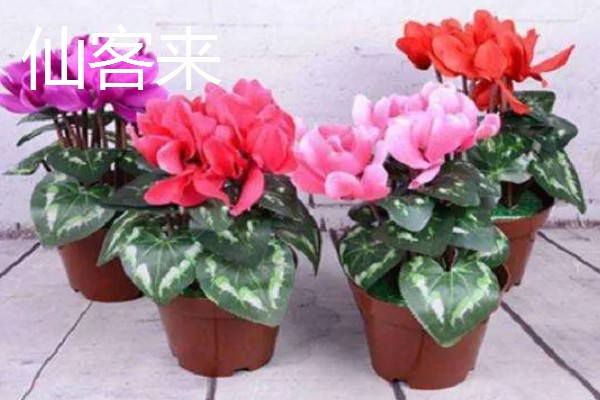 仙鹤来和仙客来的区别，形态和价值均不同