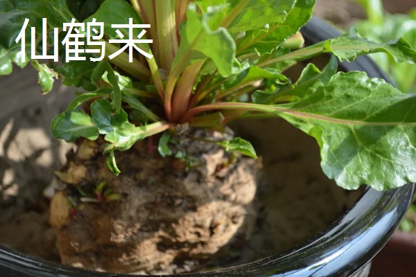 仙鹤来和仙客来的区别，形态和价值均不同