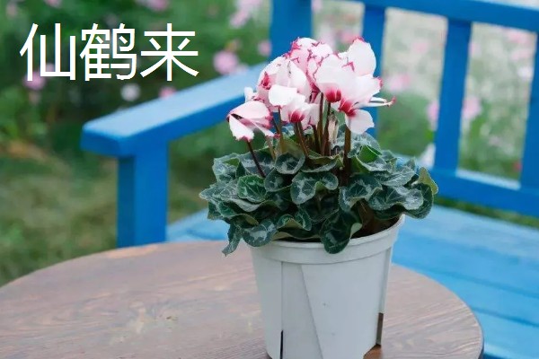 仙鹤来和仙客来的区别，形态和价值均不同