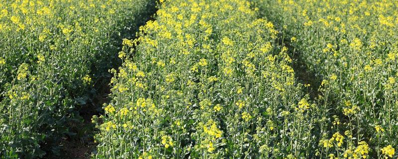 油菜开花打什么药可丰产，开花期时可追施磷、钾肥